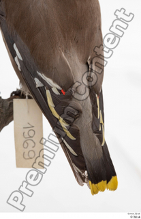 Bohemian waxwing Bombycilla garrulus tail wing 0003.jpg